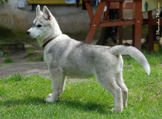 URWIS Z Pierwszej R�ki FCI