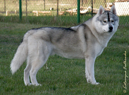 SECRET BRAZIL Z Pierwszej R�ki FCI