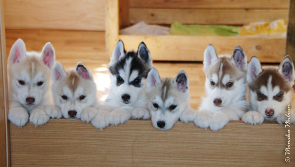 "U" Z Pierwszej R�ki FCI