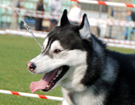 SIBERIAN HUSKY � ZPR