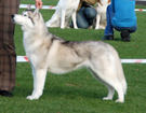 SIBERIAN HUSKY � ZPR