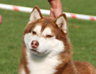 SIBERIAN HUSKY � ZPR