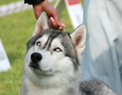 SIBERIAN HUSKY � ZPR