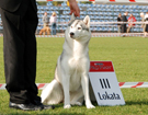 SIBERIAN HUSKY � ZPR