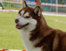 SIBERIAN HUSKY � ZPR