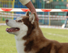 SIBERIAN HUSKY � ZPR