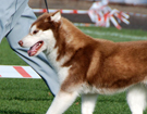 SIBERIAN HUSKY � ZPR