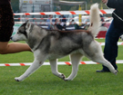 SIBERIAN HUSKY � ZPR