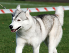 SIBERIAN HUSKY � ZPR