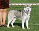 SIBERIAN HUSKY � ZPR