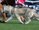 SIBERIAN HUSKY � ZPR