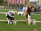 SIBERIAN HUSKY � ZPR