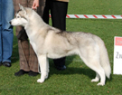 SIBERIAN HUSKY � ZPR