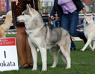 SIBERIAN HUSKY � ZPR
