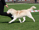 SIBERIAN HUSKY � ZPR