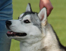 SIBERIAN HUSKY � ZPR
