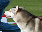 SIBERIAN HUSKY � ZPR