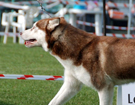 SIBERIAN HUSKY � ZPR