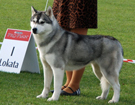 SIBERIAN HUSKY � ZPR