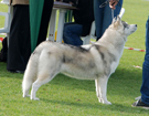 SIBERIAN HUSKY � ZPR