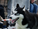 SIBERIAN HUSKY � ZPR