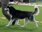SIBERIAN HUSKY � ZPR