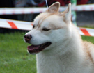 SIBERIAN HUSKY � ZPR