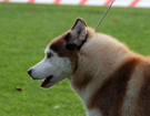 SIBERIAN HUSKY � ZPR