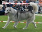 SIBERIAN HUSKY � ZPR