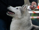SIBERIAN HUSKY � ZPR