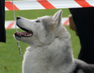 SIBERIAN HUSKY � ZPR
