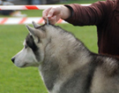 SIBERIAN HUSKY � ZPR