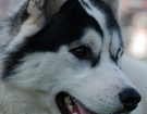 SIBERIAN HUSKY � ZPR