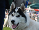 SIBERIAN HUSKY � ZPR