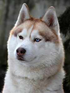 Ch.Pl. ARTIC WIND of Wolf Point Fot. Monika Milian