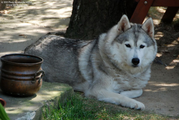 POLAND BRASIL O' Nordicky