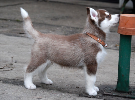 WALOR Z Pierwszej R�ki FCI Photo by Monika Milian