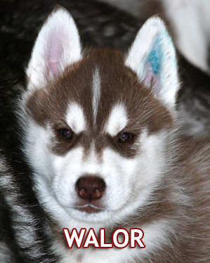 WALOR Z Pierwszej R�ki FCI