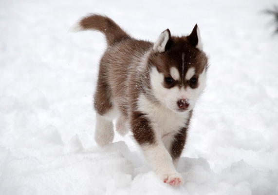 WANILLA SKY Z Pierwszej R�ki FCI Photo by Monika Milian