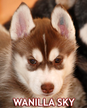 WANILLA Z Pierwszej R�ki FCI