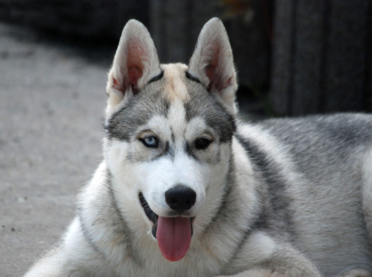 WIKTOR Z Pierwszej R�ki FCI