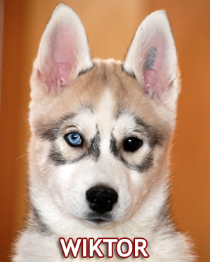 WIKTOR Z Pierwszej R�ki FCI