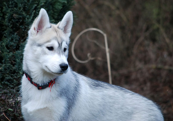 WINTER Z Pierwszej R�ki FCI