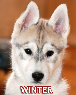 WINTER Z Pierwszej R�ki FCI