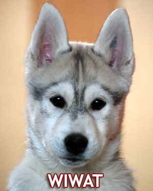 WIWAT Z Pierwszej R�ki FCI