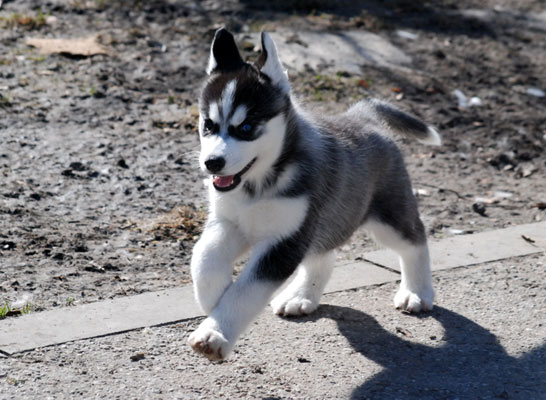 WULKAN Z Pierwszej R�ki FCI Photo by Monika Milian