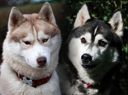 ARTIC WIND & NOKIA BRAZIL