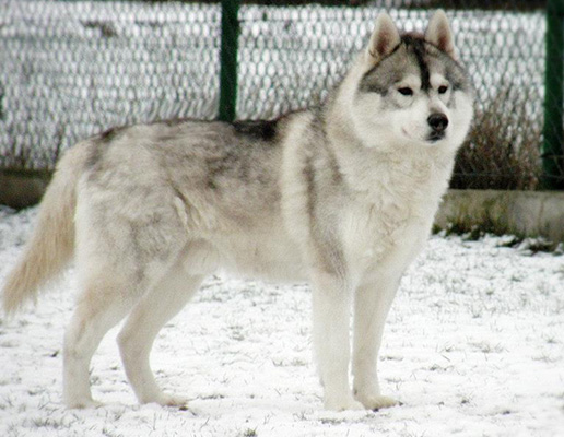 SECRET BRAZIL Z Pierwszej R�ki FCI