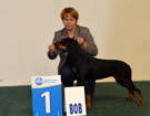 2 x CACIB Mi�dzynarodowa Wystawa BRATISLAVA SK 2014 - HUSARIA K�usuj�ca Sfora FCI - 2 x CAC, CACIB, 2 x BOB, uko�czony M�.Ch.SK