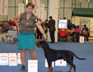 �wiatowa Wystawa HELSINKI - Finlandia 2014 - GRAMEN K�usuj�ca Sfora FCI - CACA, CACIB, WORLD WINNER 2014, BOS